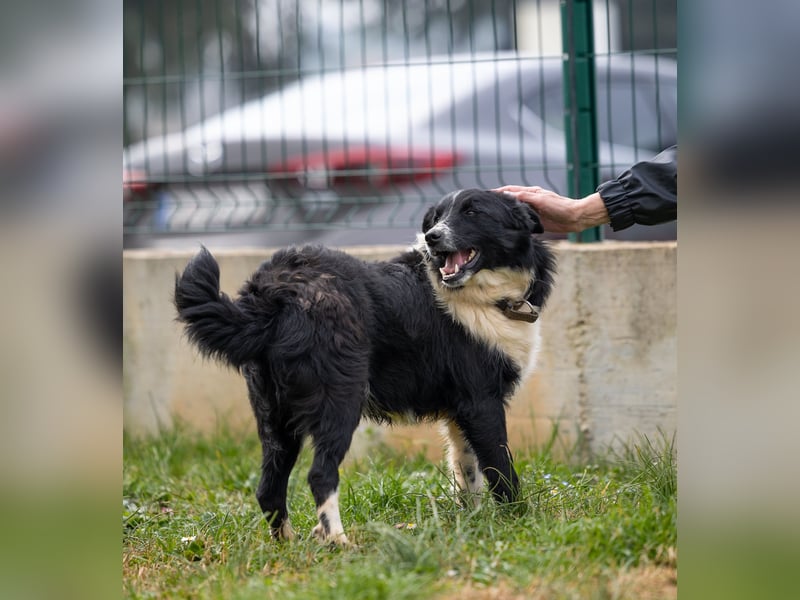 Freundlicher Chancy (*01/2023 ) sucht seine Familie