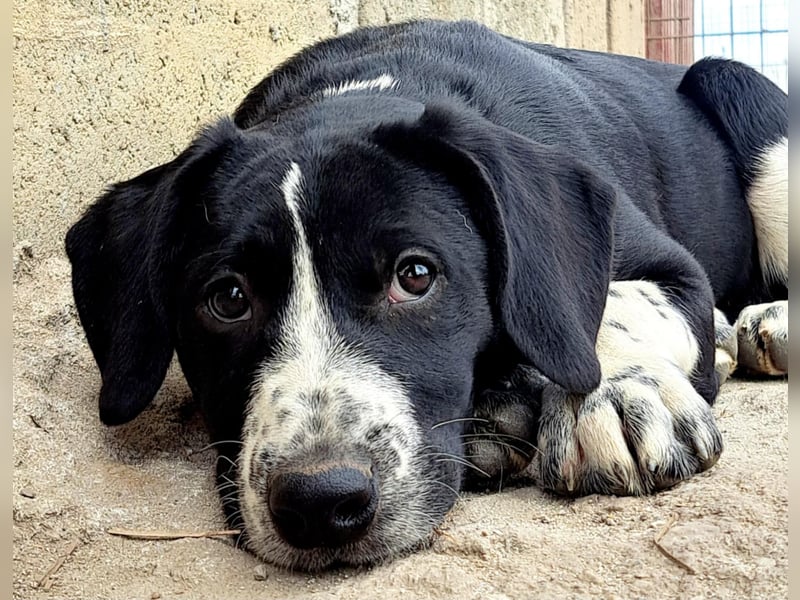 Süßer Leni ( * 12.2024 ) sucht seine Familie