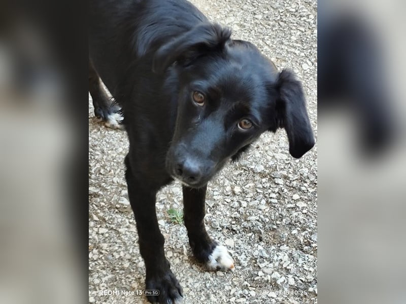 Freundlicher Levi ( * 09/2025 ) sucht seine Familie