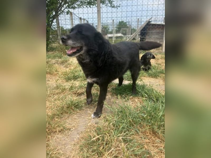 Senior Crnilo ( * 10 / 2015 ) sucht seine Familie
