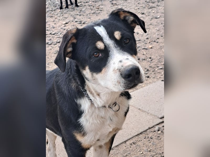 Kleiner Norris ( * 03 / 2025 ) sucht seine Menschen