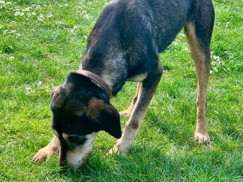 Freundliche Irulan ( * 07/2022 ) sucht ihre Familie