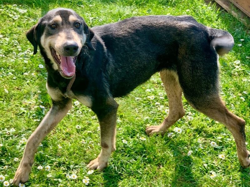 Freundliche Irulan ( * 07/2022 ) sucht ihre Familie