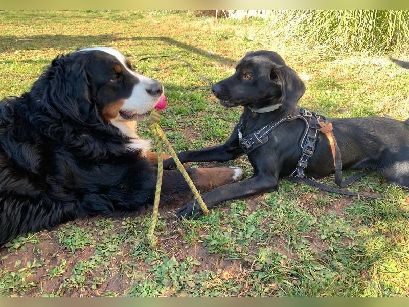 Süßer Zagi ( * 02 / 2022 ) sucht seine Menschen