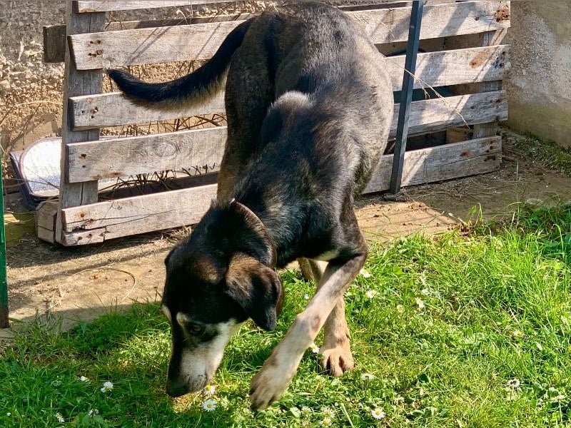 Freundliche Irulan ( * 07/2022 ) sucht ihre Familie