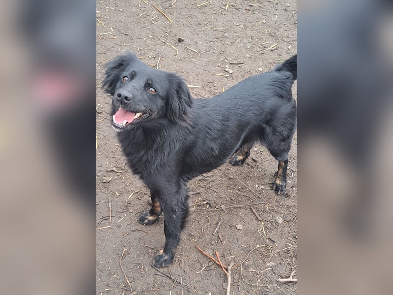 Süße Sophie ( * 05 / 2024 ) sucht ihre Menschen