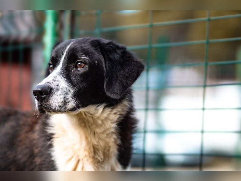 Hübscher Jazz ( * 10/2022 ) sucht seine Menschen