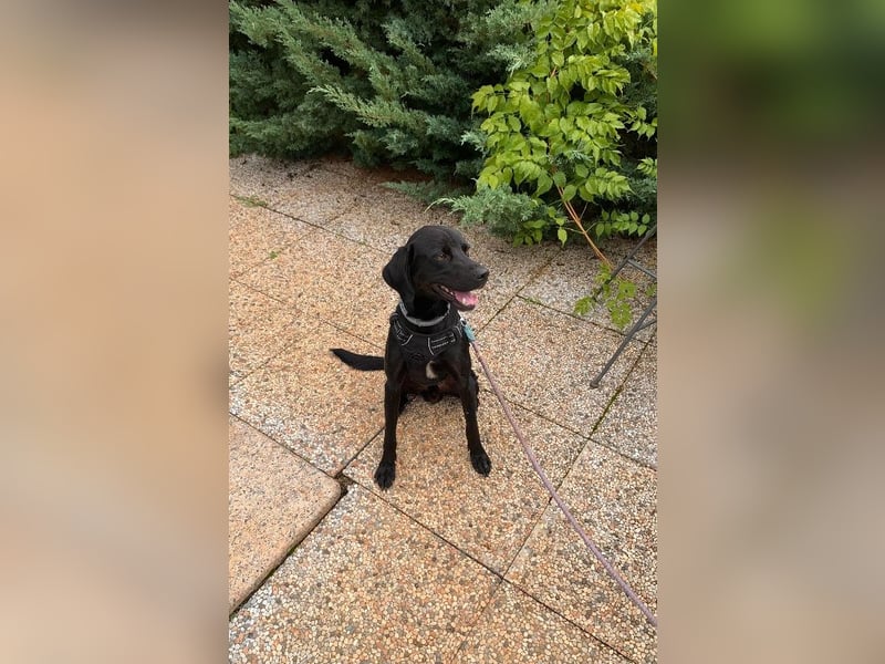 Süßer Zagi ( * 02 / 2022 ) sucht seine Menschen