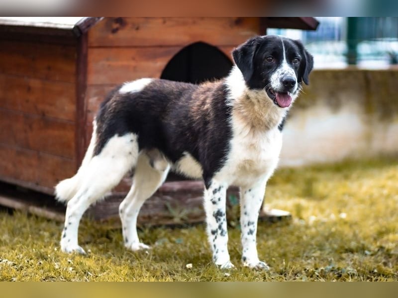 Hübscher Jazz ( * 10/2022 ) sucht seine Menschen