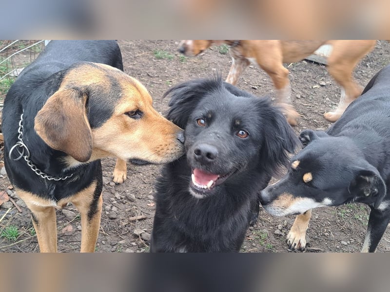 Süße Sophie ( * 05 / 2024 ) sucht ihre Menschen