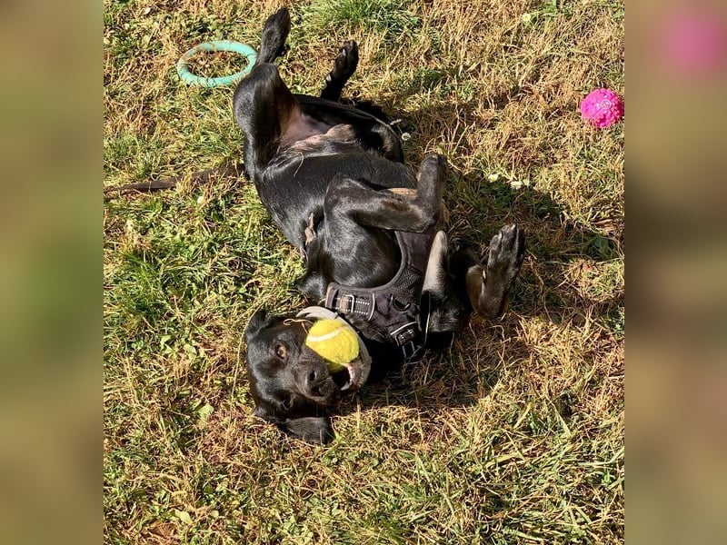 Süßer Zagi ( * 02 / 2022 ) sucht seine Menschen