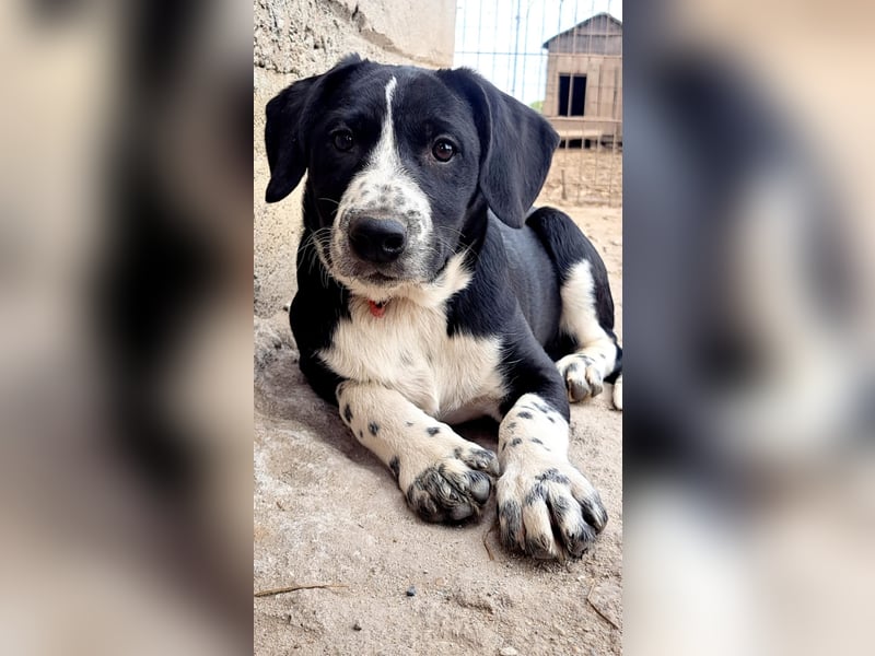 Süßer Leni ( * 12.2024 ) sucht seine Familie