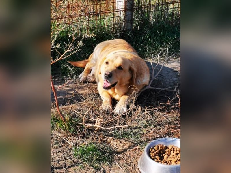 Senior Zucko ( * 09 / 2015 ) sucht seine Menschen