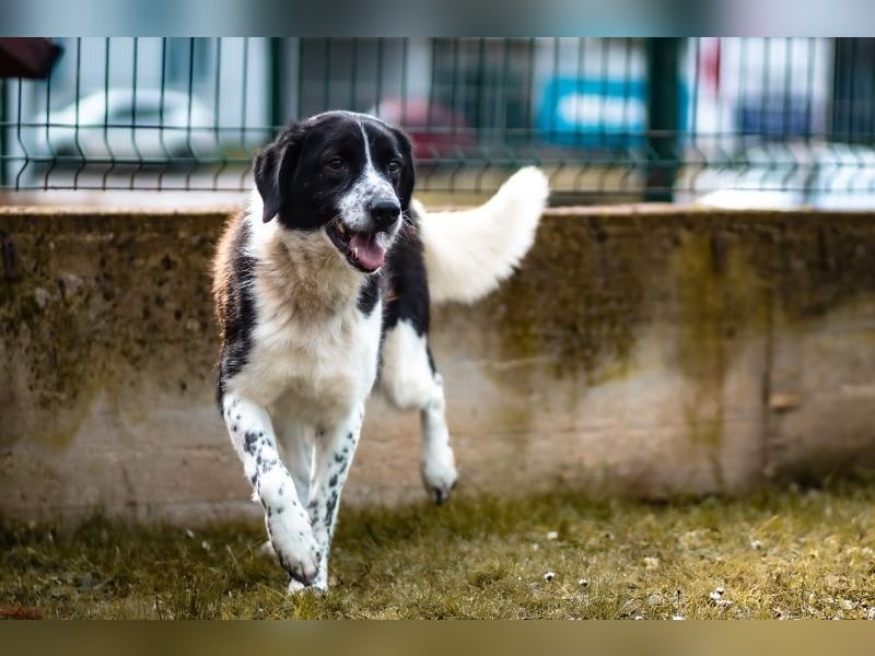 Hübscher Jazz ( * 10/2022 ) sucht seine Menschen