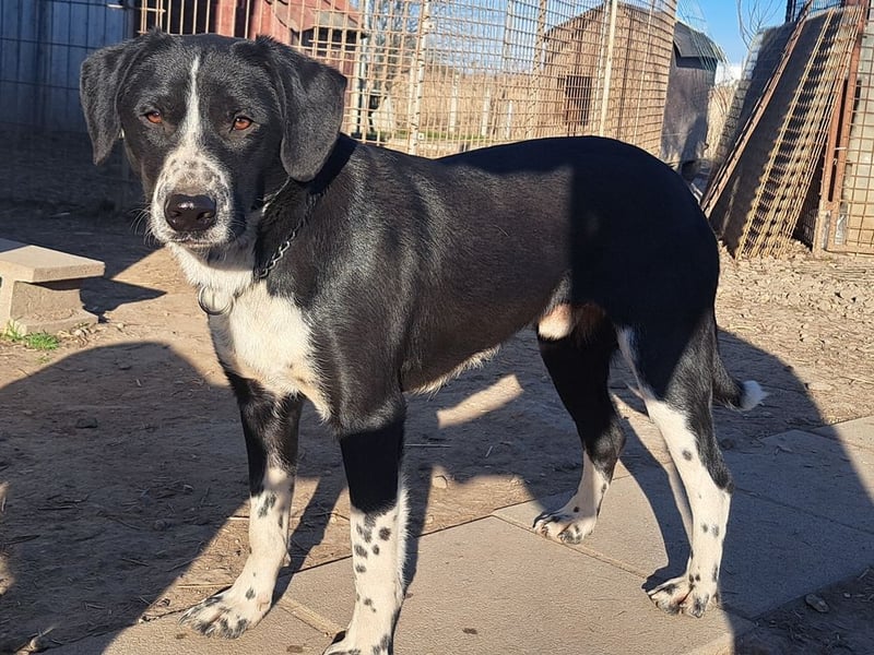 Süßer Leni ( * 12.2024 ) sucht seine Familie