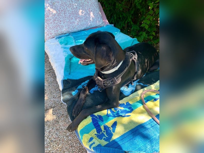 Süßer Zagi ( * 02 / 2022 ) sucht seine Menschen