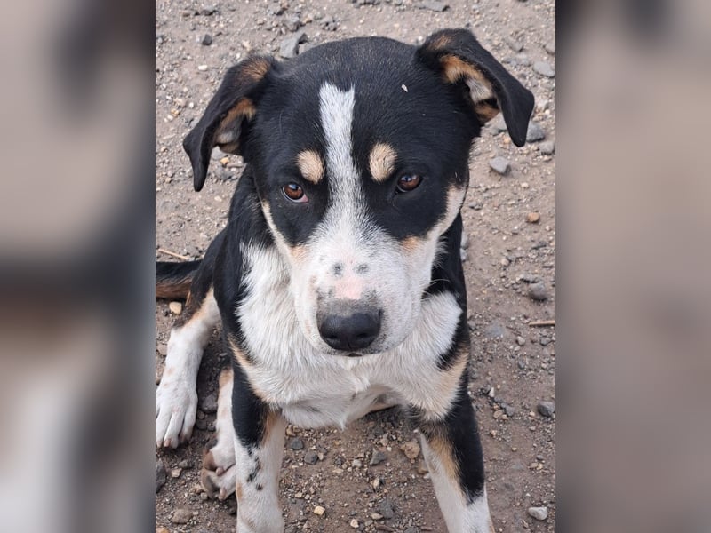 Kleiner Norris ( * 03 / 2025 ) sucht seine Menschen