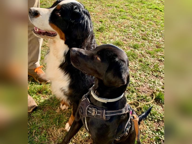 Süßer Zagi ( * 02 / 2022 ) sucht seine Menschen