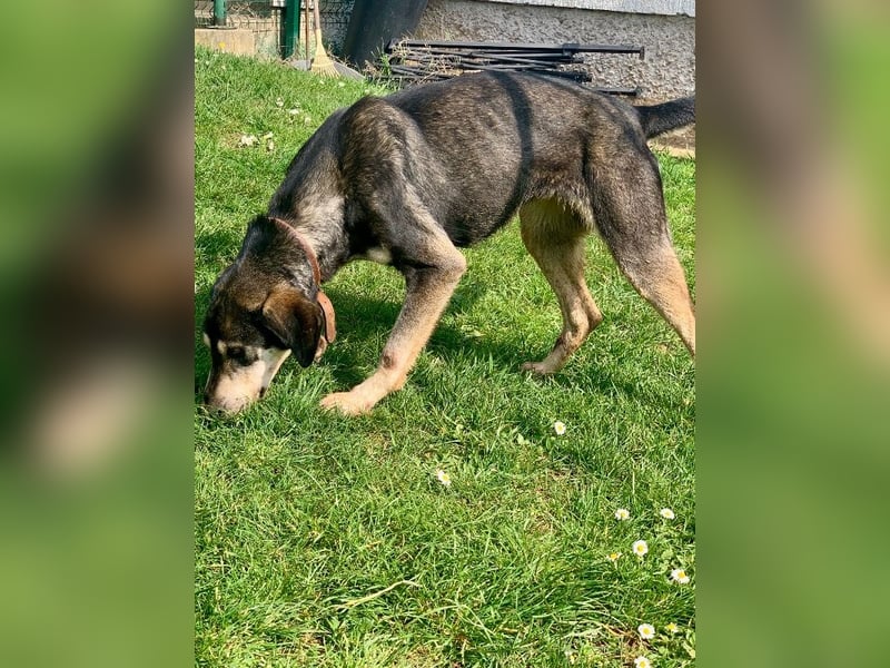 Freundliche Irulan ( * 07/2022 ) sucht ihre Familie