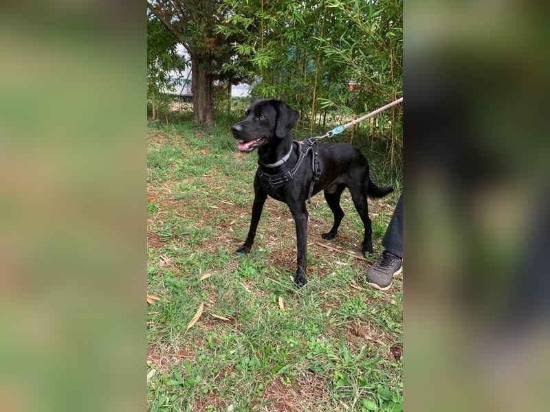 Süßer Zagi ( * 02 / 2022 ) sucht seine Menschen