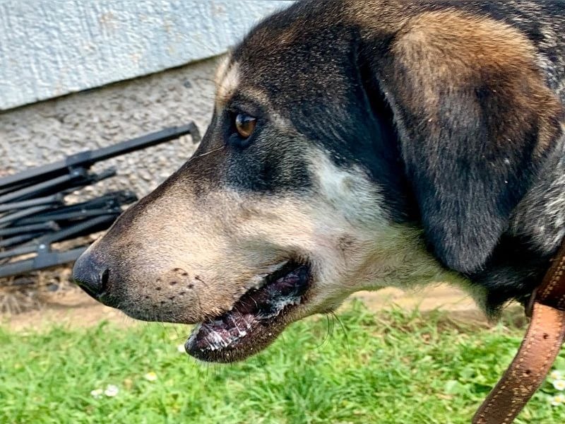 Freundliche Irulan ( * 07/2022 ) sucht ihre Familie