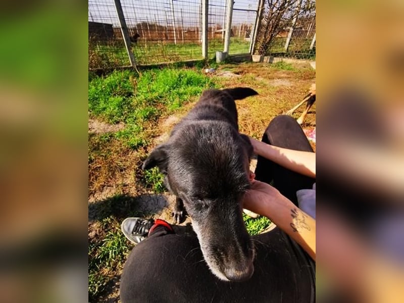 Senior Crnilo ( * 10 / 2015 ) sucht seine Familie