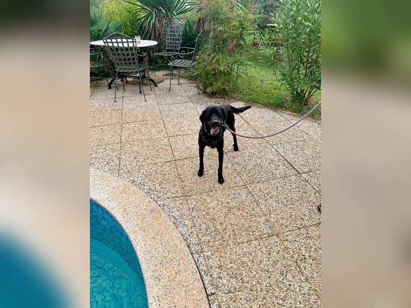 Süßer Zagi ( * 02 / 2022 ) sucht seine Menschen