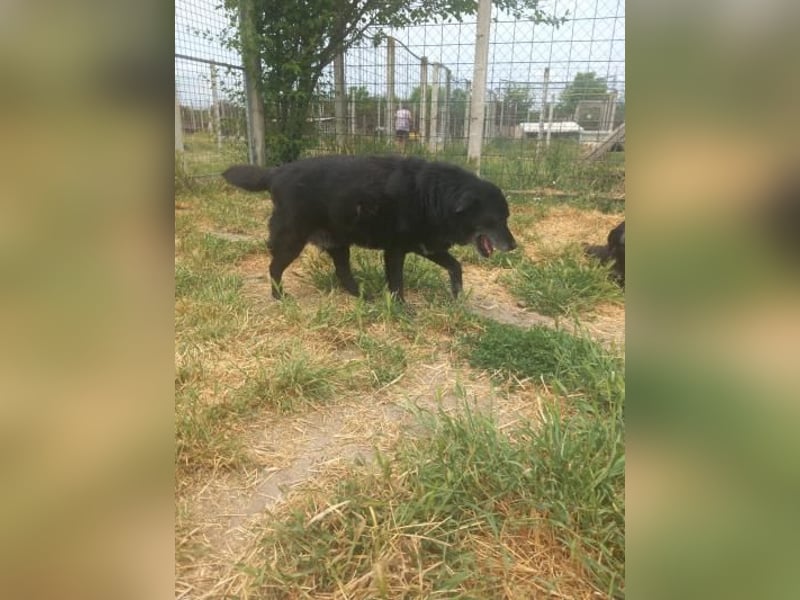 Senior Crnilo ( * 10 / 2015 ) sucht seine Familie
