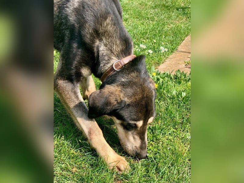 Freundliche Irulan ( * 07/2022 ) sucht ihre Familie