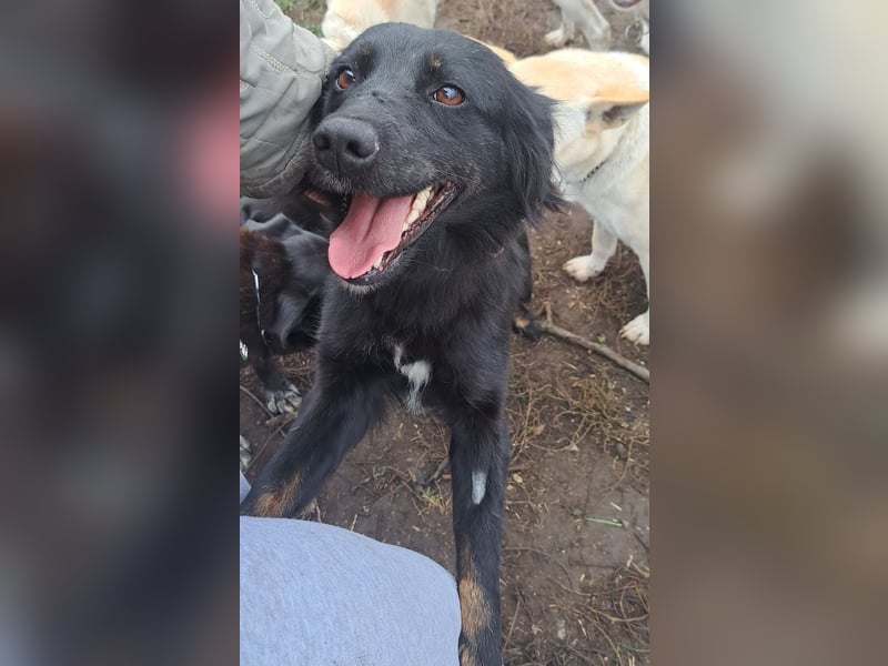 Süße Sophie ( * 05 / 2024 ) sucht ihre Menschen