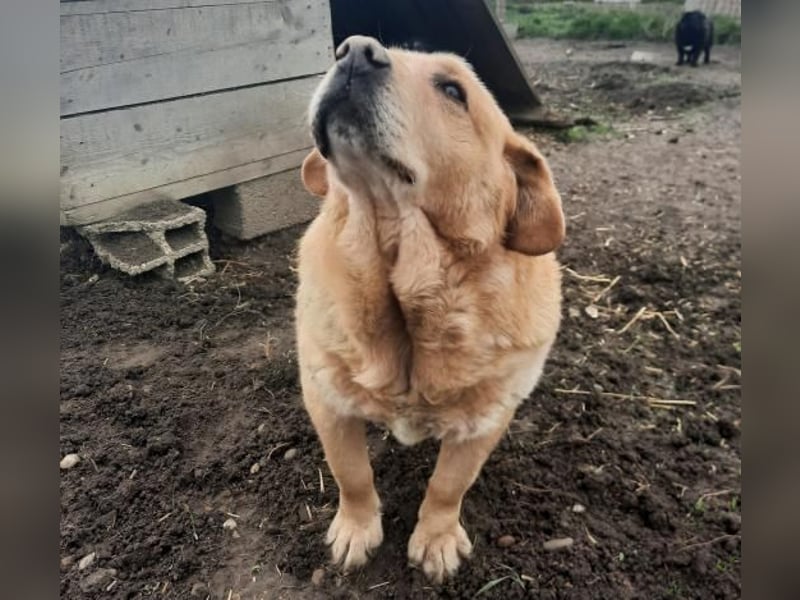 Senior Zucko ( * 09 / 2015 ) sucht seine Menschen