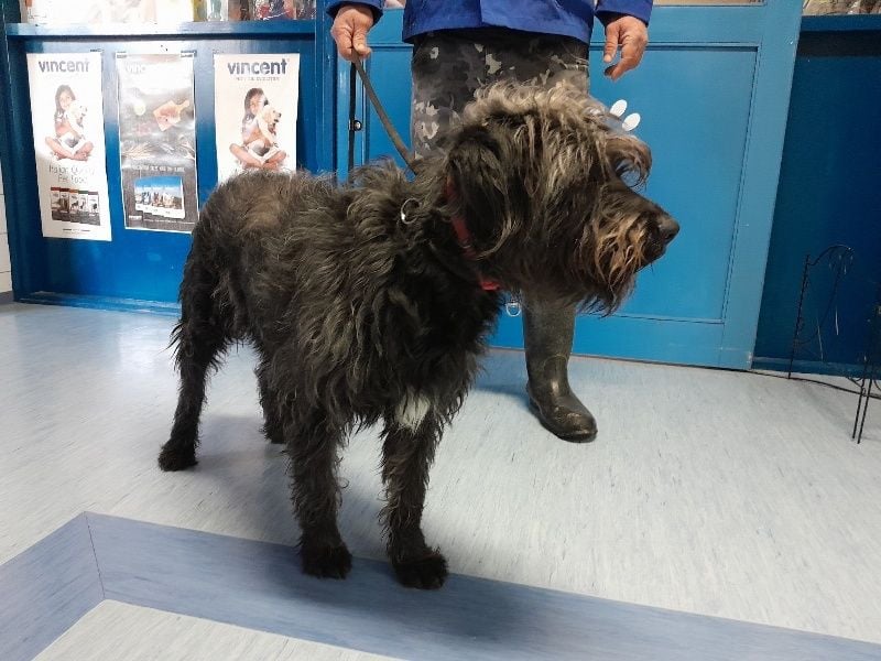 Freundlicher Ezra ( * 04/2024 ) sucht seine Familie