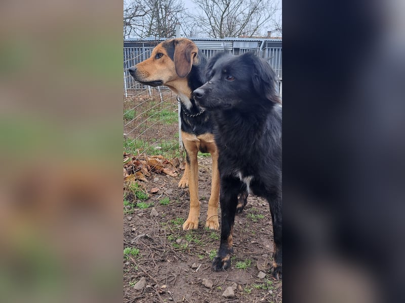 Süße Sophie ( * 05 / 2024 ) sucht ihre Menschen