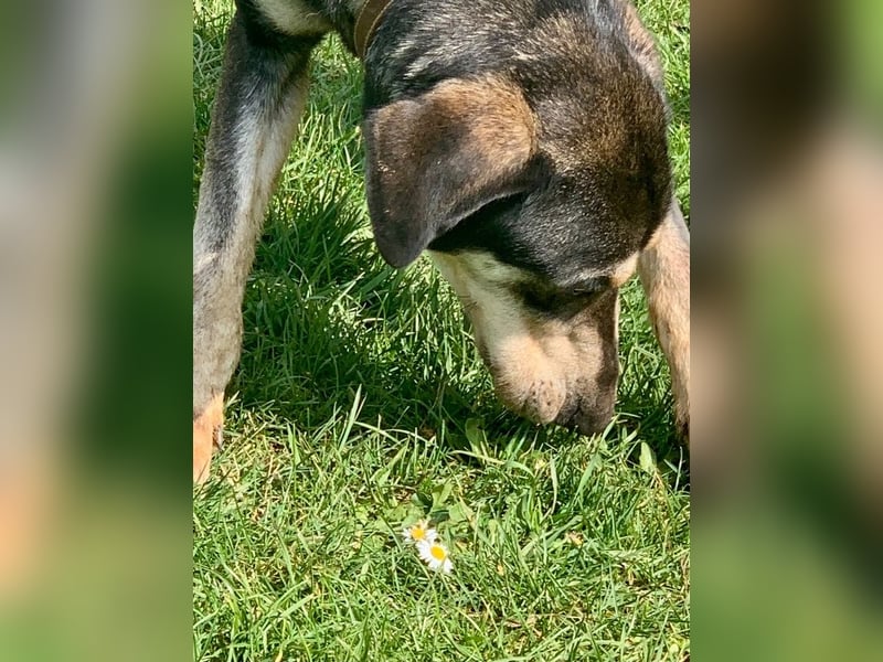 Freundliche Irulan ( * 07/2022 ) sucht ihre Familie