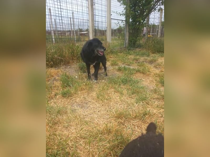 Senior Crnilo ( * 10 / 2015 ) sucht seine Familie