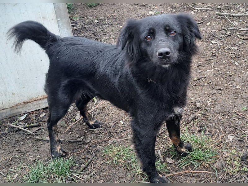 Süße Sophie ( * 05 / 2024 ) sucht ihre Menschen