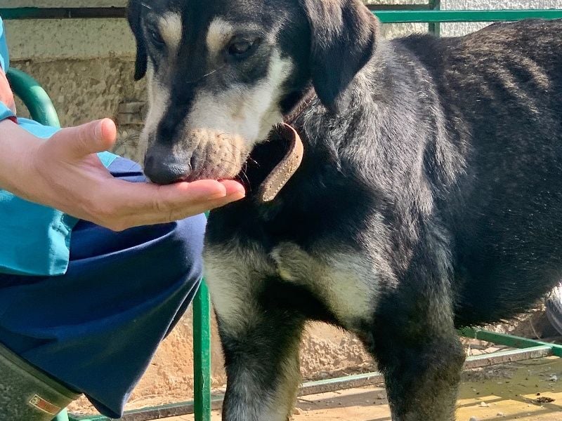 Freundliche Irulan ( * 07/2022 ) sucht ihre Familie