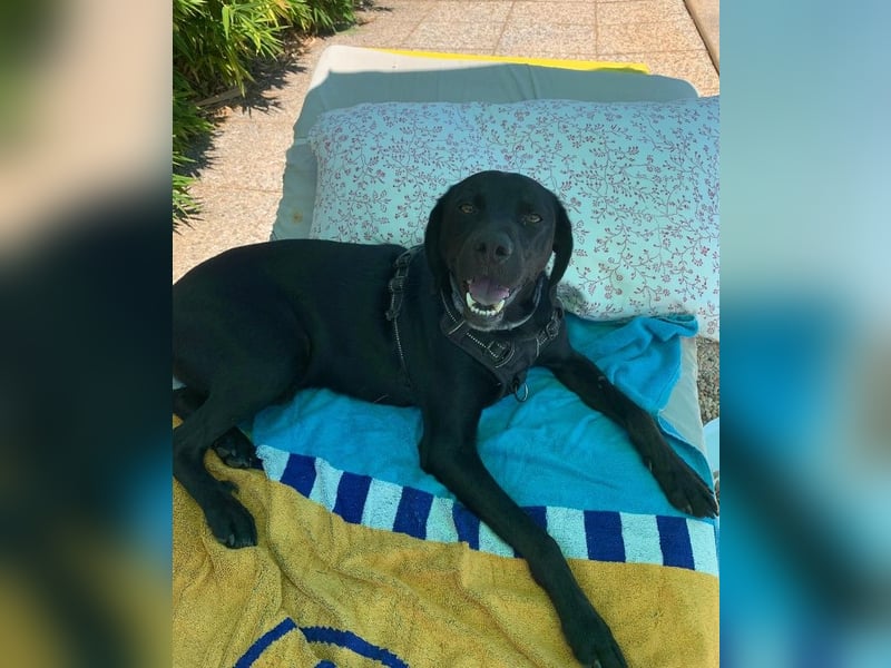 Süßer Zagi ( * 02 / 2022 ) sucht seine Menschen