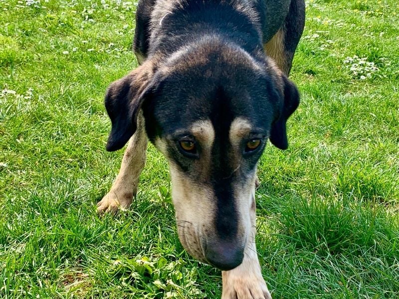 Freundliche Irulan ( * 07/2022 ) sucht ihre Familie