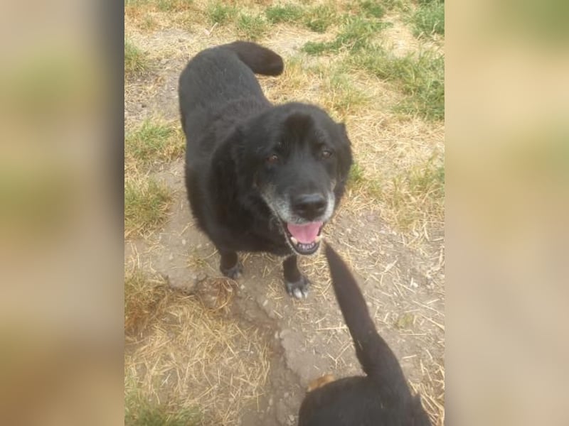 Senior Crnilo ( * 10 / 2015 ) sucht seine Familie