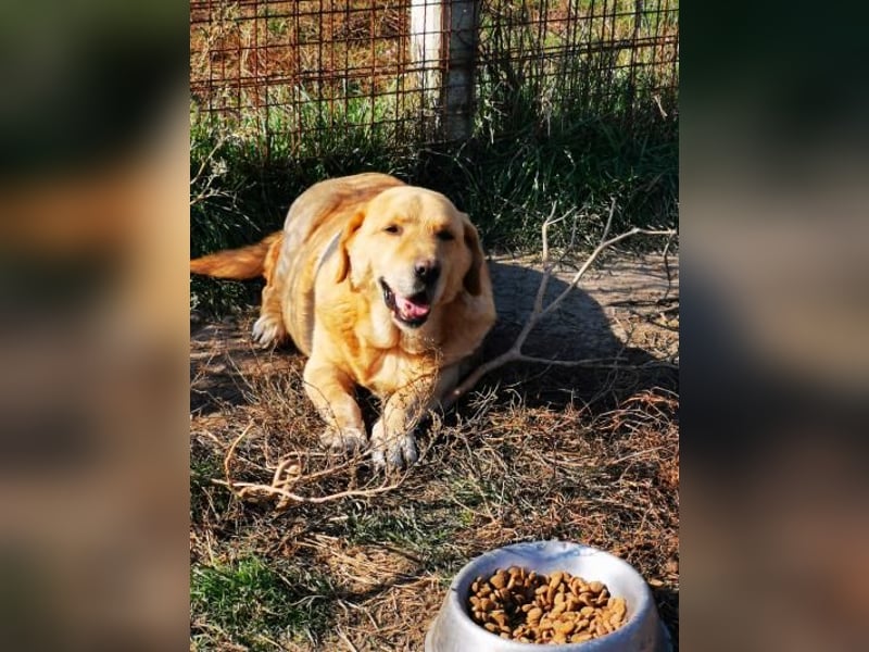 Senior Zucko ( * 09 / 2015 ) sucht seine Menschen