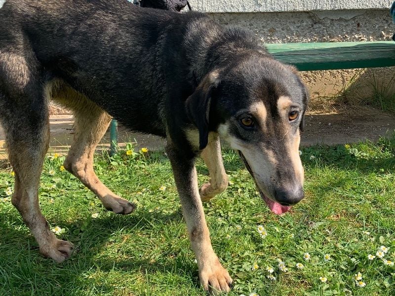 Freundliche Irulan ( * 07/2022 ) sucht ihre Familie