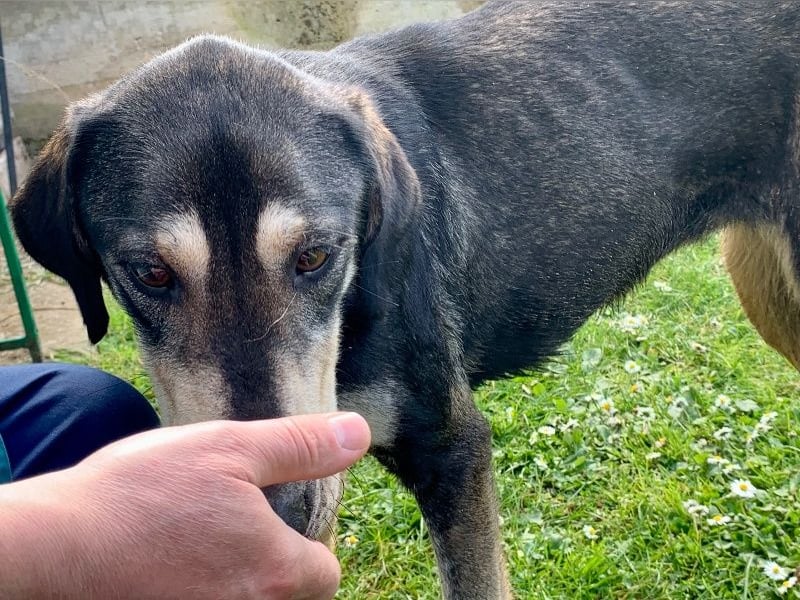 Freundliche Irulan ( * 07/2022 ) sucht ihre Familie