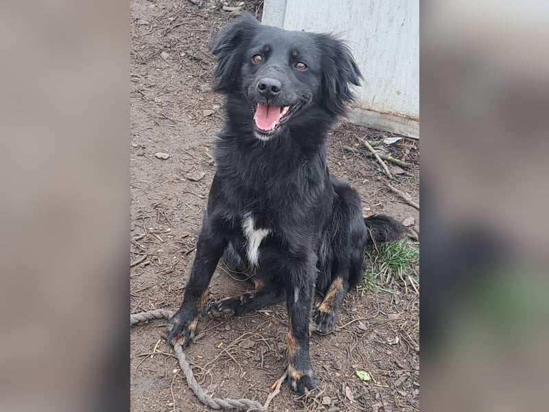 Süße Sophie ( * 05 / 2024 ) sucht ihre Menschen