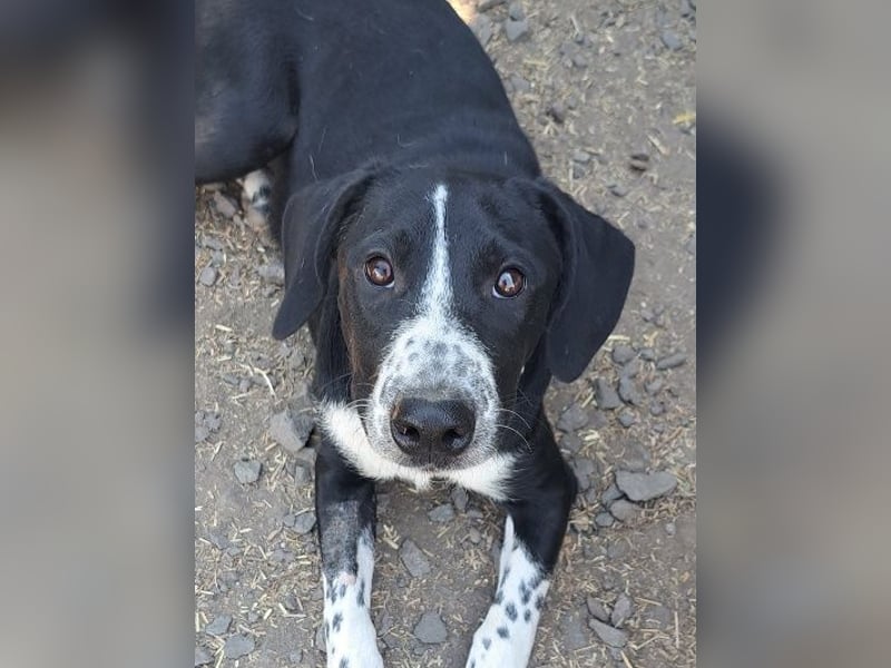 Süßer Leni ( * 12.2024 ) sucht seine Familie