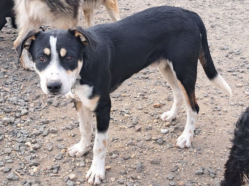 Kleiner Norris ( * 03 / 2025 ) sucht seine Menschen