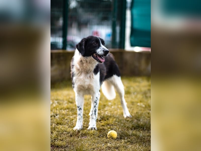 Hübscher Jazz ( * 10/2022 ) sucht seine Menschen