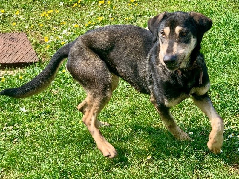 Freundliche Irulan ( * 07/2022 ) sucht ihre Familie