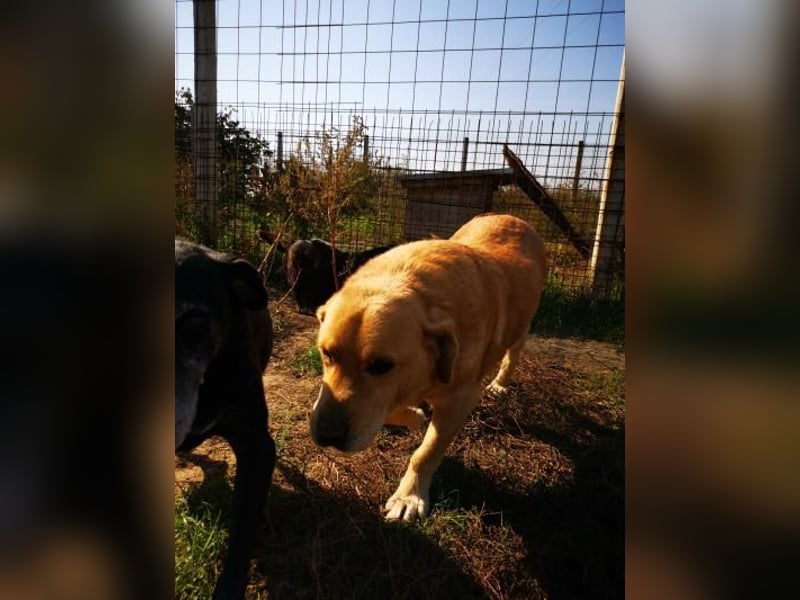 Senior Zucko ( * 09 / 2015 ) sucht seine Menschen