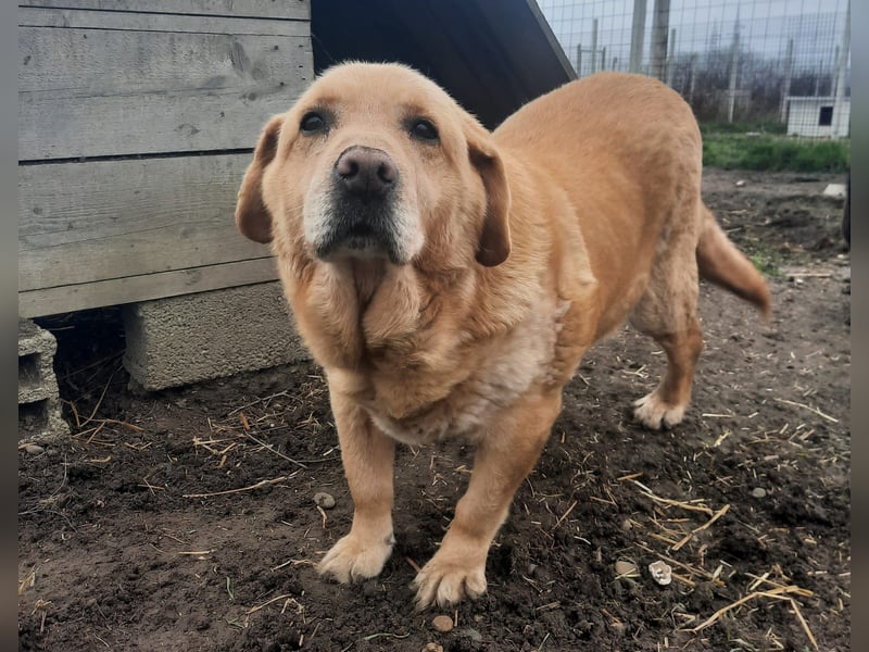 Senior Zucko ( * 09 / 2015 ) sucht seine Menschen